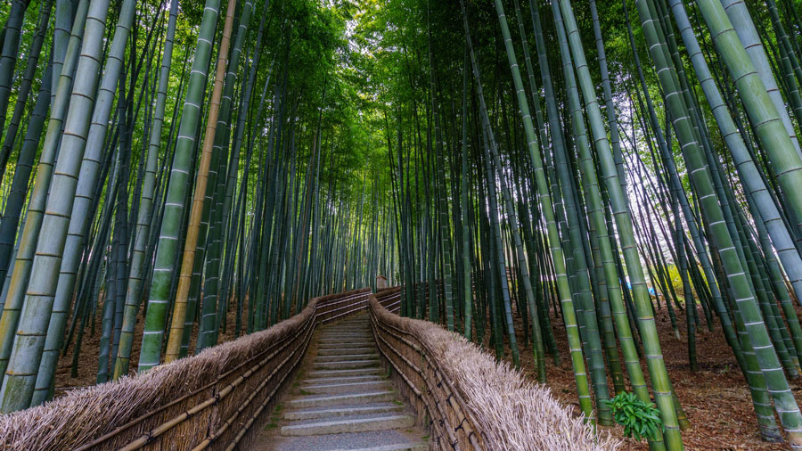 Adashino Nenbutsuji Grove