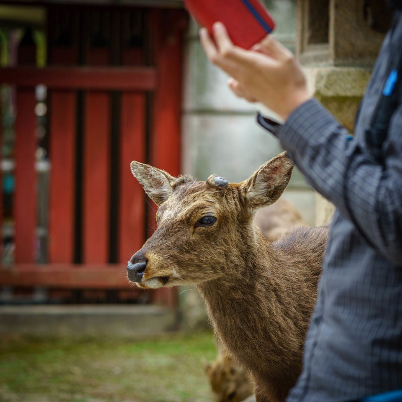 Miyajima-Deer