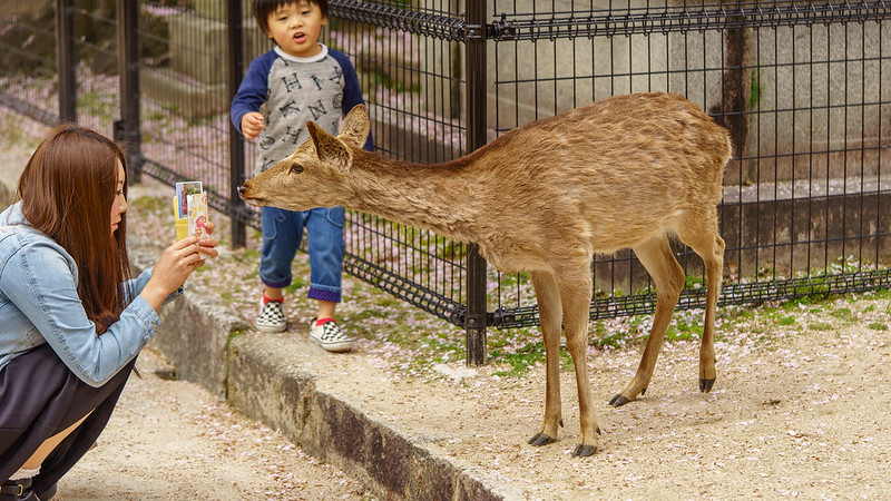 Miyajima Deer Photo