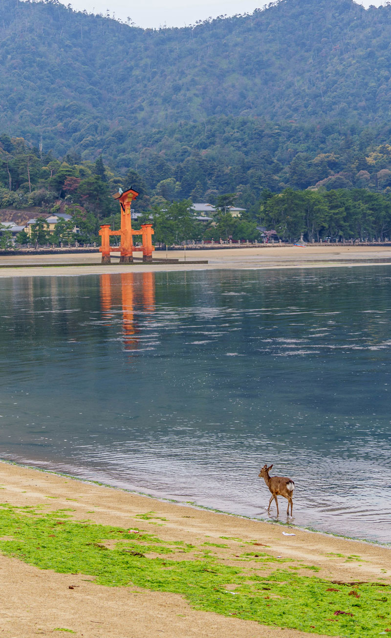 Miyajima-sea-deer