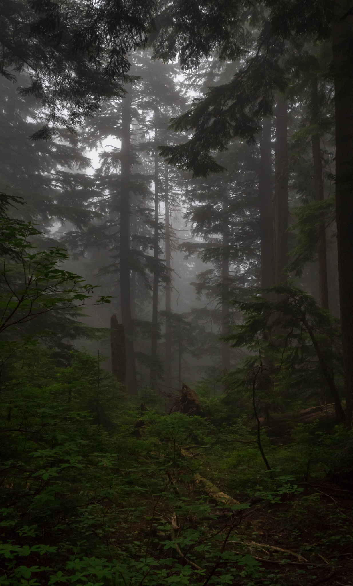 Mt. Seymour trail