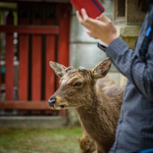 Miyajima Deer