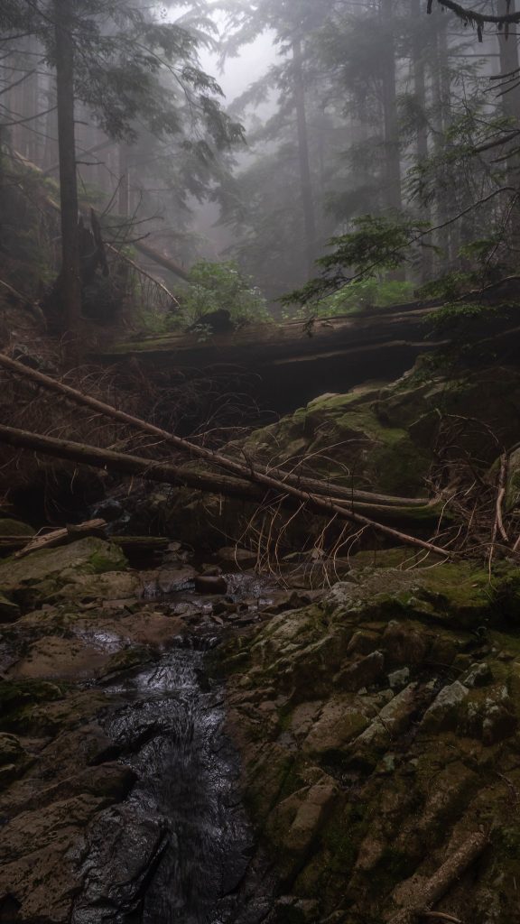 Mt. Seymour trail